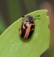 Calomela crassicornis