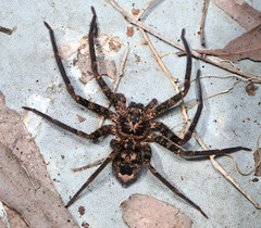 Heteropoda longipes