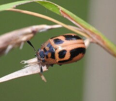 Calomela crassicornis