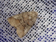 Protomiselia bilinea