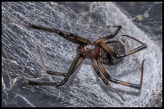 Latrodectus geometricus