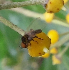 Simuliidae