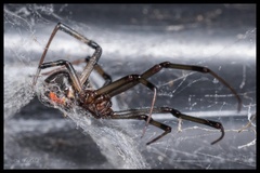 Latrodectus geometricus