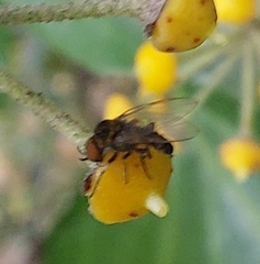 Simuliidae