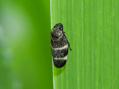 Aeneolamia albofasciata