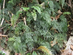 Hymenophyllum demissum