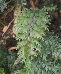 Hymenophyllum demissum