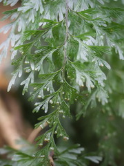Hymenophyllum demissum