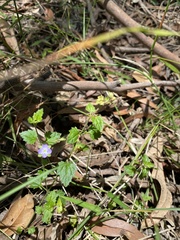 Veronica plebeia