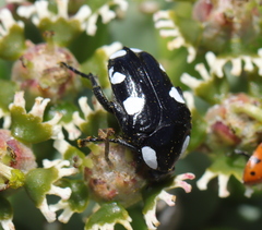 Mausoleopsis amabilis