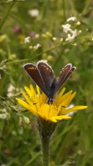 Polyommatus icarus