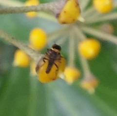 Simuliidae