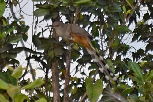 Puerto Rican Lizard Cuckoo (Coccyzus vieilloti), photo 10