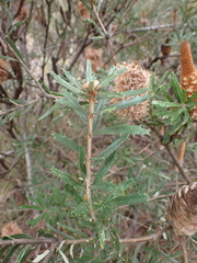 Banksia canei