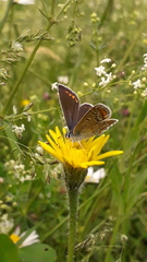 Polyommatus icarus