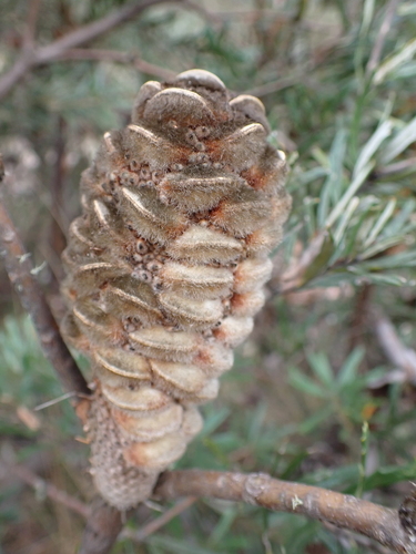 Mountain banksia (Banksia canei)