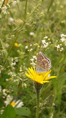 Polyommatus icarus