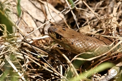 Pseudonaja affinis affinis