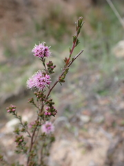 Kunzea parvifolia