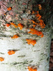 Cytospora chrysosperma