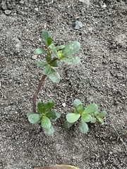 Amaranthus blitoides