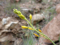 Bulbine glauca