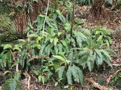 Blechnum chambersii