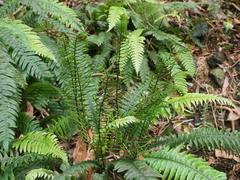 Blechnum chambersii
