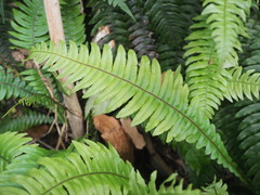 Blechnum chambersii