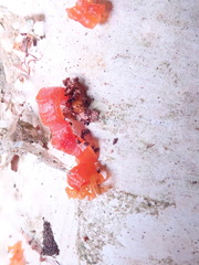 Cytospora chrysosperma