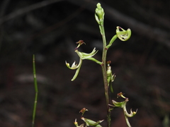 Arthrochilus irritabilis