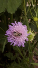 Apis mellifera