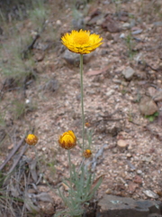 Leucochrysum albicans albicans