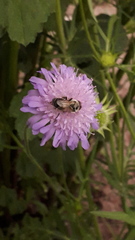 Apis mellifera