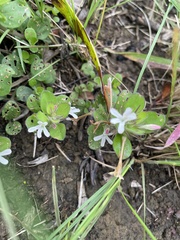 Dyschoriste setigera