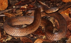 Stenorrhina degenhardtii