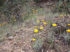 Leucochrysum albicans albicans