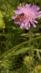Halictus scabiosae