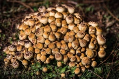 Xanthagaricus luteolosporus