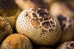Xanthagaricus luteolosporus