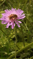 Halictus scabiosae