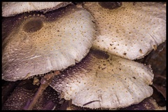 Xanthagaricus luteolosporus