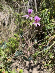 Pelargonium tabulare