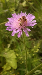 Halictus scabiosae