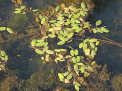 Potamogeton diversifolius