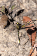 Austrogomphus guerini