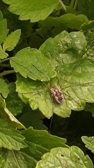 Phalangium opilio
