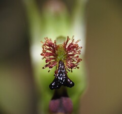 Arthrochilus irritabilis