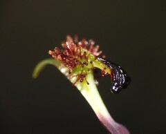 Arthrochilus irritabilis