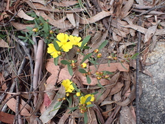 Hibbertia obtusifolia